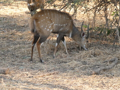 Tragelaphus sylvaticus