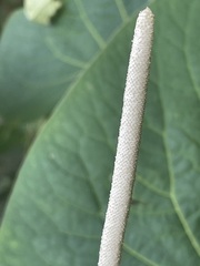 Piper auritum