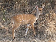 Tragelaphus sylvaticus