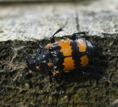 Nicrophorus defodiens