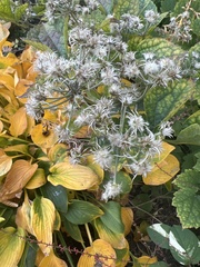 Thalictrum pubescens