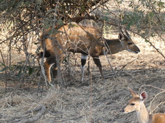 Tragelaphus sylvaticus