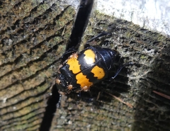 Nicrophorus defodiens