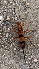 Compsocryptus texensis