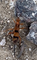 Compsocryptus texensis