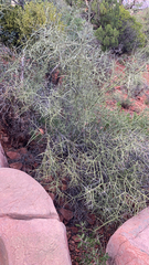 Koeberlinia spinosa
