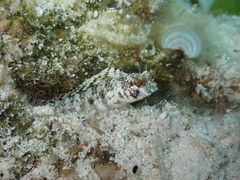 Emblemaria pandionis