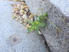Senecio vulgaris