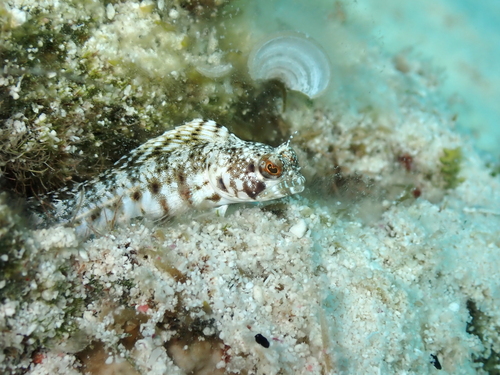 Sailfin blenny (Emblemaria pandionis) — Chaenopsidae