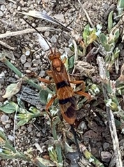 Compsocryptus texensis