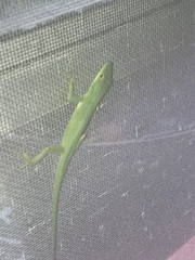 Anolis smaragdinus