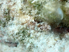 Emblemaria pandionis