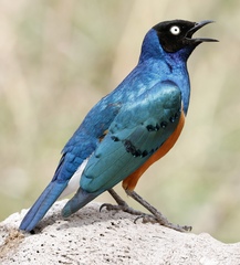 Lamprotornis superbus