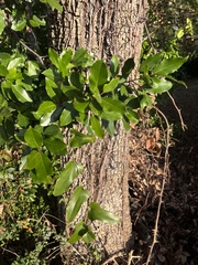Smilax