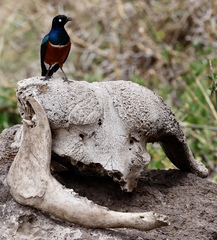 Lamprotornis superbus