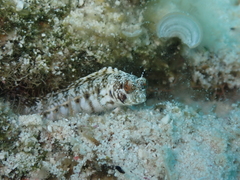 Emblemaria pandionis