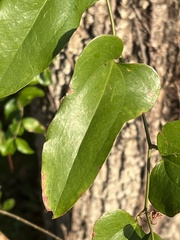 Smilax