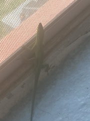 Anolis smaragdinus
