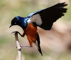 Lamprotornis superbus