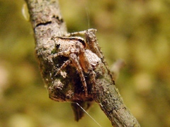 Eustala anastera