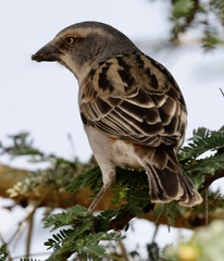 Passer rufocinctus