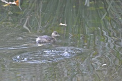 Tachybaptus ruficollis