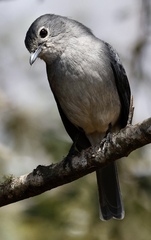 Melaenornis fischeri