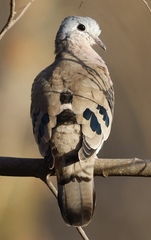Turtur chalcospilos
