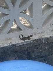 Leiocephalus carinatus