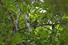 Chiroxiphia caudata