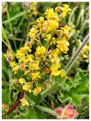 Tetragonia decumbens