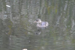 Tachybaptus ruficollis