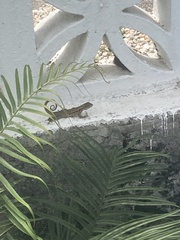 Leiocephalus carinatus