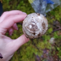 Catathelasma ventricosum