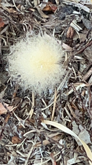 Phycomyces