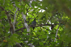Chiroxiphia caudata