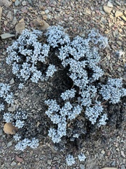 Eriogonum caespitosum