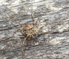 Odiellus pictus
