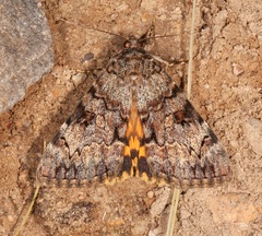Catocala desdemona