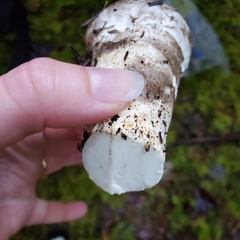 Catathelasma ventricosum