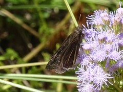 Erynnis funeralis