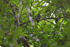Chiroxiphia caudata