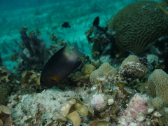Stegastes partitus