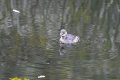 Tachybaptus ruficollis