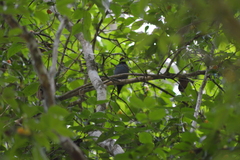 Chiroxiphia caudata