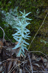 Grindelia lanceolata