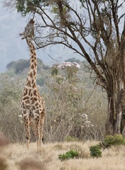 Giraffa camelopardalis tippelskirchi