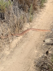 Crotalus ruber