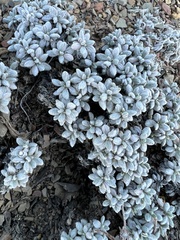 Eriogonum caespitosum