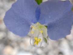 Commelina erecta